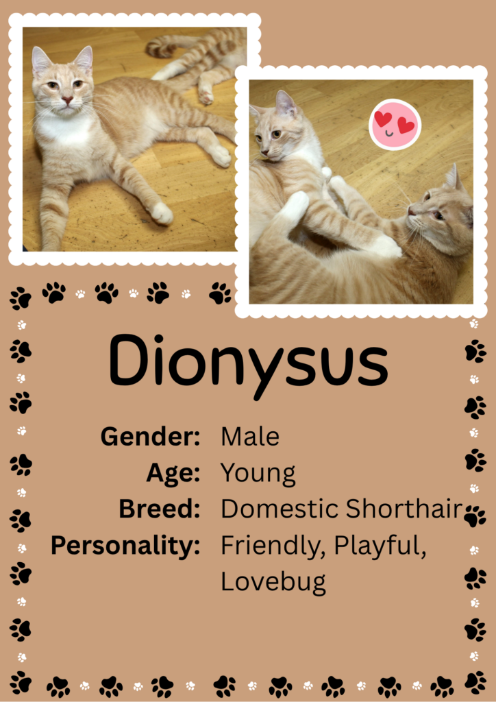 Dionysus website photo updated